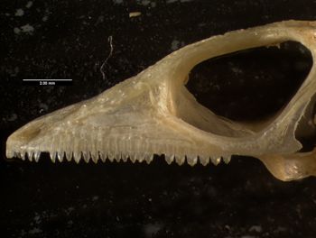 Media type: image;   Herpetology R-132042